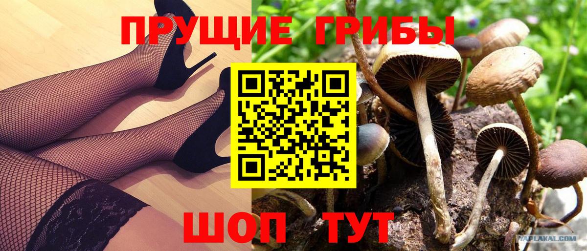 Псилоцибиновые грибы Psilocybe Ленинск-Кузнецкий