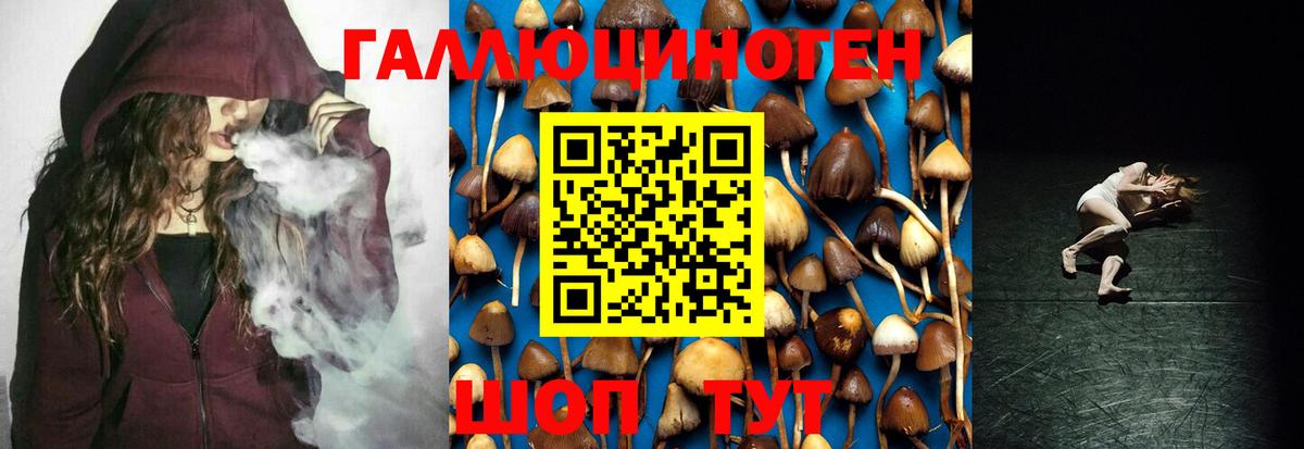 Ленинск-Кузнецкий  Псилоцибиновые грибы Psilocybine cubensis  Вход с VPN 